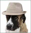 Dog-Hat-843891.jpg
