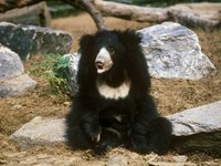 sloth-bear.jpg