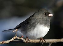 SubletBirdsDark-EyedJunco-800x582.jpg